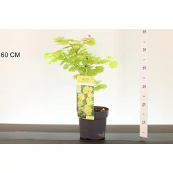 Japán juhar    ACER PALMATUM SHIRASAWANUM AUREUM 30/40 K4