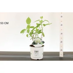 Cserjés hortenzia   HYDRANGEA ARBORESCENS STRONG ANNABELLE 25/30 K3
