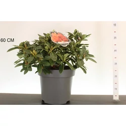 Havasszépe    RHODODENDRON HYBRIDEN MIX 30/40 K5