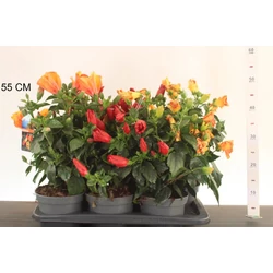 Kínai hibiszkusz   HIBISCUS ROSA SINENSIS 20/25 CS17