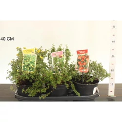 Cserjés pimpó   POTENTILLA FAJTÁK 15/25 K2