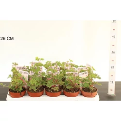 Nagy szívvirág DICENTRA SPECTABILIS CS11