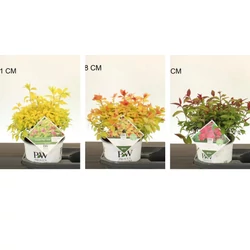 Japán gyöngyvessző   SPIRAEA JAPONICA DOUBLE PLAY BIG BANG 25/30 K3