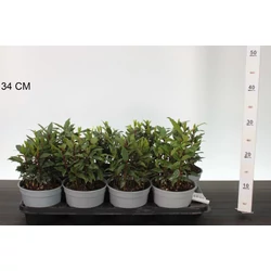 Fűszerbabér LAURUS NOBILIS cs14