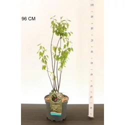 mézalmácska AMELANCHIER LAMARCKII 60/80 K5
