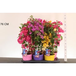 Murvafürt   BOUGAINVILLEA DANIA 60/65 CS17
