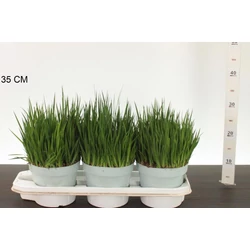 Törpe szittyó JUNCUS ENSIFOLIUS CS17