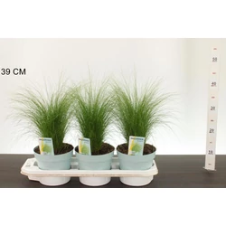 Árvalányhaj  STIPA TENUISSIMA PONY TAILS CS17