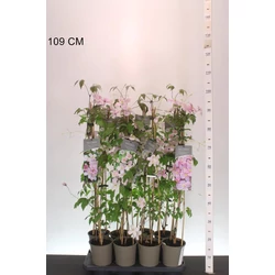 Hegyi iszalag  CLEMATIS MONTANA FAJTÁK 60CM K2