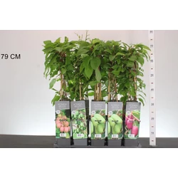 Japán kivi ACTINIDIA ARGUTA 40/60 K2