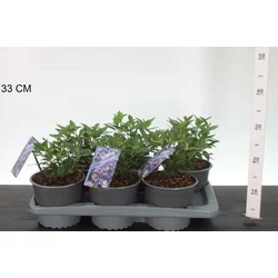 Angol kékszakáll CARYOPTERIS CLANDONENSIS GRAND BLUE 30/40 CS17