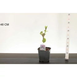 Nagylevelű császárfa   PAULOWNIA TOMENTOSA K5
