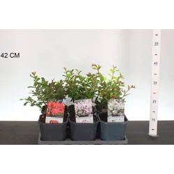 Kínai selyemmirtusz   LAGERSTROEMIA INDICA 30CM K2