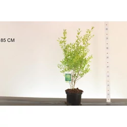 Aranytarka télizöld fagyal LIGUSTRUM OVALIFOLIUM AUREUM 30/40 CS19