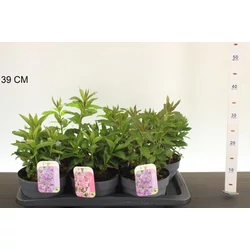 Bugás lángvirág PHLOX PANICULATA CS17