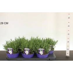 Levendula    LAVANDULA ANGUSTIFOLIA HIDCOTE CS12