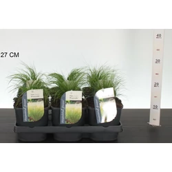 Árvalányhaj STIPA TENUISSIMA PONY TAILS K2