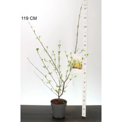 Húsos som CORNUS MAS 40/60 K3