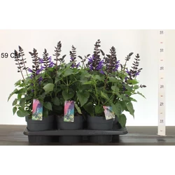 Zsálya  SALVIA SALGOON LAKE BLUEBERRY CS17