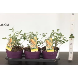 Sárga virágú nyáriorgona BUDDLEJA WEYERIANA SUNGOLD 30/40 CS19