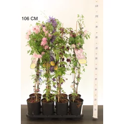 Iszalag FAJTÁK   CLEMATIS HYBRIDEN FAJTÁK 60CM K2