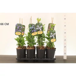 Kerti iszalag CLEMATIS FAJTÁK 60CM K2