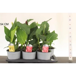 Kerti kannavirág CANNA IN CULTIVARS CS17