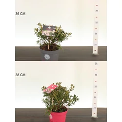 Gyöngyvirágcserje    DEUTZIA GRACILIS 40/50 K4,6