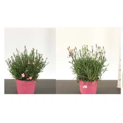 Évelő szegfű DIANTHUS MIX CS19