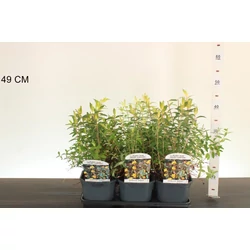 Kisvirágú orbáncfű   HYPERICUM MOSERIANUM K5