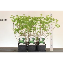 Labdarózsa    VIBURNUM OPULUS ROSEUM 20/+ K2