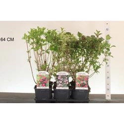 Rózsalonc     WEIGELA FLORIDA FAJTÁK 40/50 K2