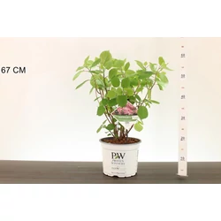 Cserjés hortenzia   HYDRANGEA ARBORESCENS RUBY ANNABELLE 30/35 K3