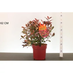 Örökzöld korallberkenye PHOTINIA FRASERI DEVIL DREAM 40/60 CS23
