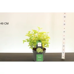 Hólyagvessző     PHYSOCARPUS OPULIFOLIUS FAJTÁK 40/+ K2