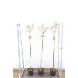 Hegyi juhar   ACER PSEUDOPLATANUS BRILLIANTISSIMUM T80 K5