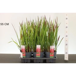 Vöröslevelű alangfű IMPERATA CYLINDRICA RED BARON CS14