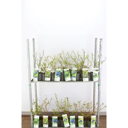 Kék áfonya VACCINIUM CORYMBOSUM 30/40 K3
