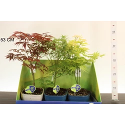 Japán juhar    ACER PALMATUM FAJTÁK 30/40 CS15