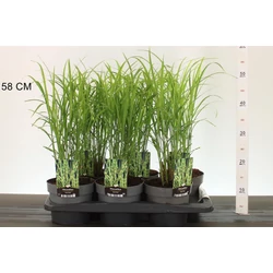Kínai virágosnád  MISCANTHUS SINENSIS GOLD BAR CS17