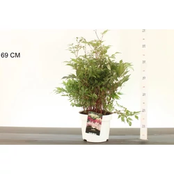 Kínai tollbuga  ASTILBE FAJTÁK K2