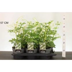 Nagy szívvirág DICENTRA SPECTABILIS ALBA CS13