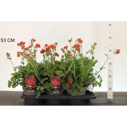 Gyömbérgyökér GEUM TEMPEST SCARLET CS17