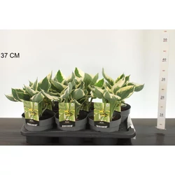 Árnyékliliom   HOSTA PATRIOT CS17
