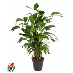 Halfarok pálma CARYOTA MITIS CS21