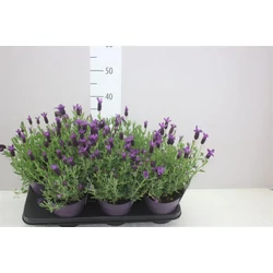 Levendula  LAVANDULA ANOUK CS15