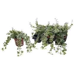 Közönséges borostyán  HEDERA HELIX WHITE WONDER CS13