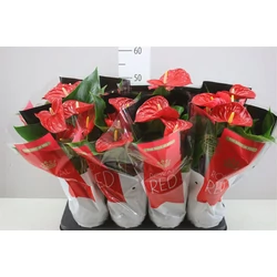 Flamingóvirág ANTHURIUM ANDRAEANUM FAJTÁK CS14