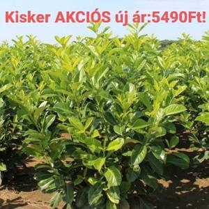 Kereklevelű babérmeggy PRUNUS LAUROCERASUS ROTUNDIFOLIA 100/125*