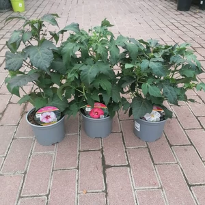 Mocsári hibiszkusz HIBISCUS MOSCHEUTOS CS17 